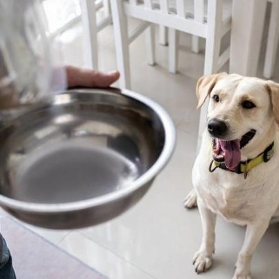 TJ de Santa Catarina negou pensão para cães que ficaram com a ex-companheira