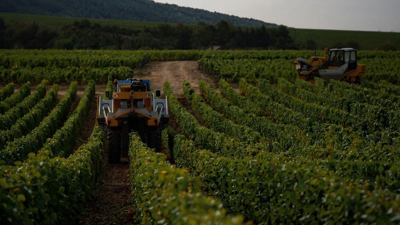 Harvesting in Sancerre, one of Centre-Loire’s key appellations.