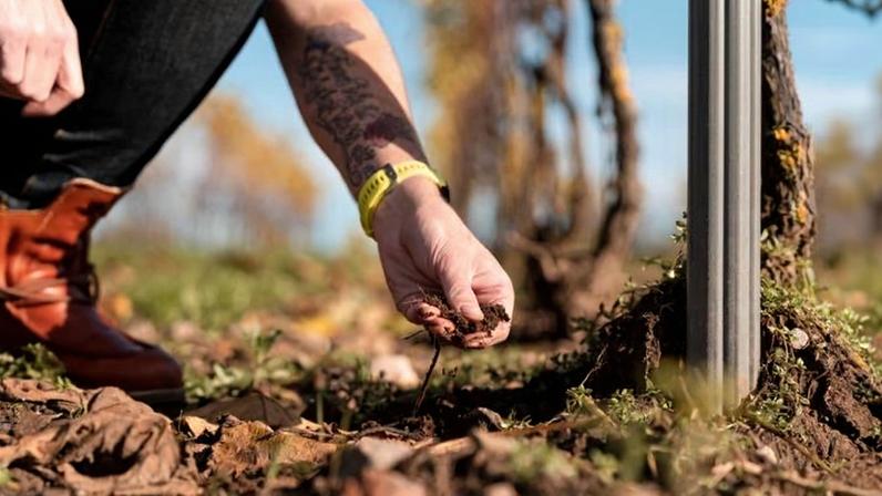 As growers grapple with rising temperatures, drought and increasingly erratic weather patterns, attention is turning to one of viticulture's oldest assets: soil. Producers and researchers say vineyard resilience may depend as much on what lies beneath the vines as what grows above them.