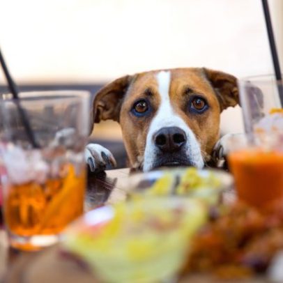 Reino Unido dividido sobre crianças e cães em restaurantes