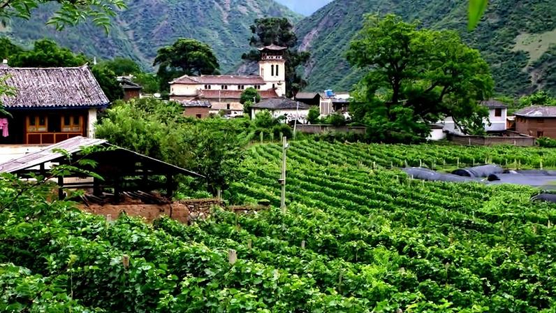 China fine wine