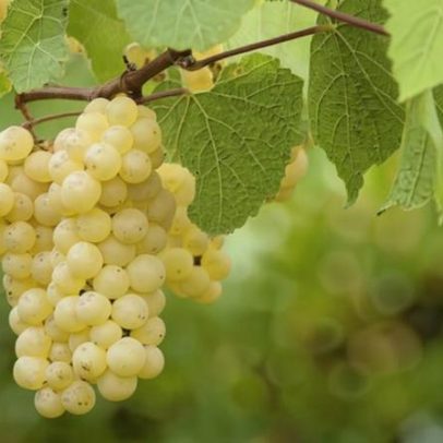 DNA antigo prova que Chianti já foi reduto de vinhos brancos