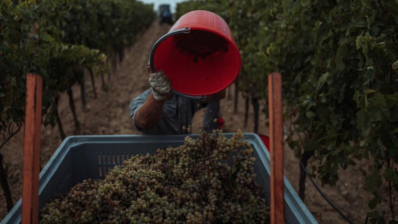 Orgaic Grape harvesting for wine making storytelling: Italian vendemmia in Tuscany