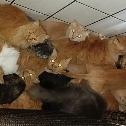 Resgate de 400 gatos em apartamento de SC envolve operação de milhões