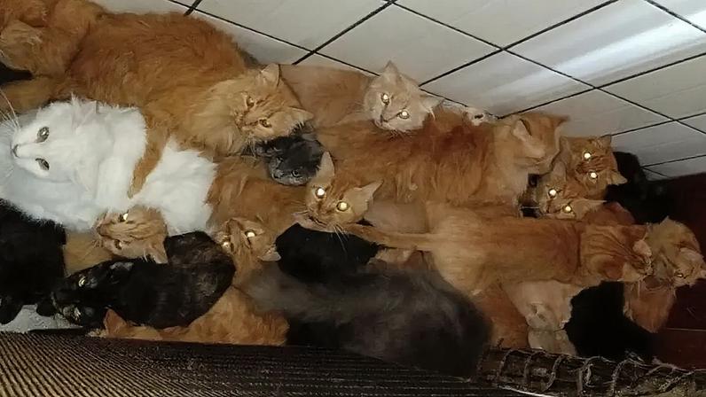 1 de 1 imagem colorida idosa 400 gatos santa catarina