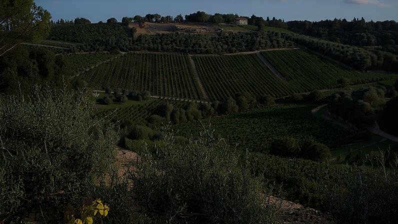 In Gaiole at Castello di Ama looking towards the Bertinga estate.