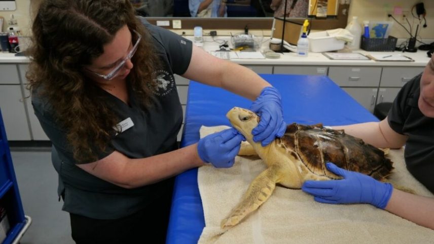 Uma das análises feitas em Earl Grey foi a composição de seu casco, que tem características muito semelhantes às encontradas em tartarugas-de-kemp — Foto: Divulgação/Georgia Sea Turtle Center