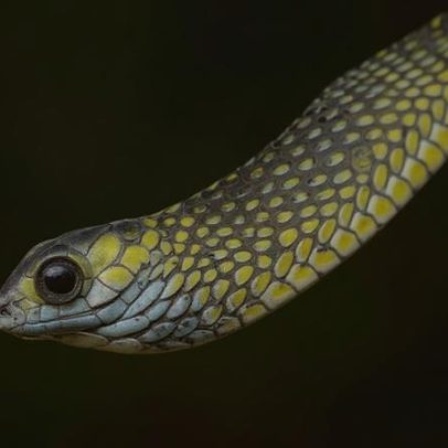 Pesquisadores encontram animais surpreendentes em Angola