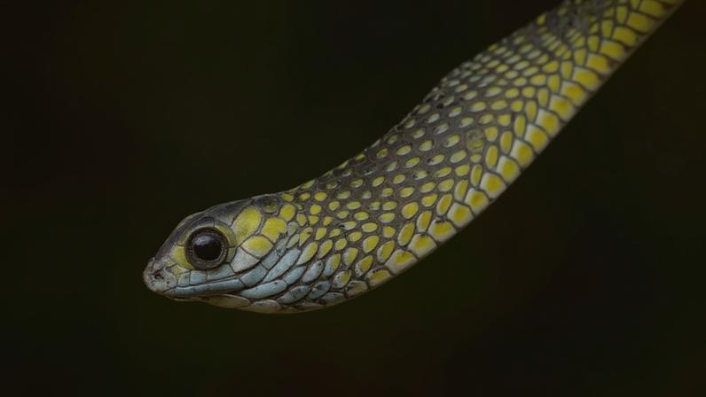 A cobra-arborícola-verde-de-olhos-grandes (Rhamnophis aethiopissa) é uma espécie especializada em ambientes florestais, e quando se sente ameaçada, ela infla a garganta para parecer maior e mais intimidadora