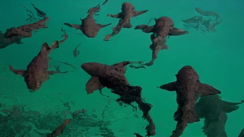 O tubarão-lixa (Ginglymostoma cirratum) foi uma das espécies analisadas — Foto: Kim, Sharks at Highborne Cay/Wikimedia Commons