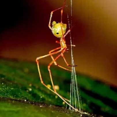 Aranha cria teia que catapulta insetos; vídeo mostra mecanismo