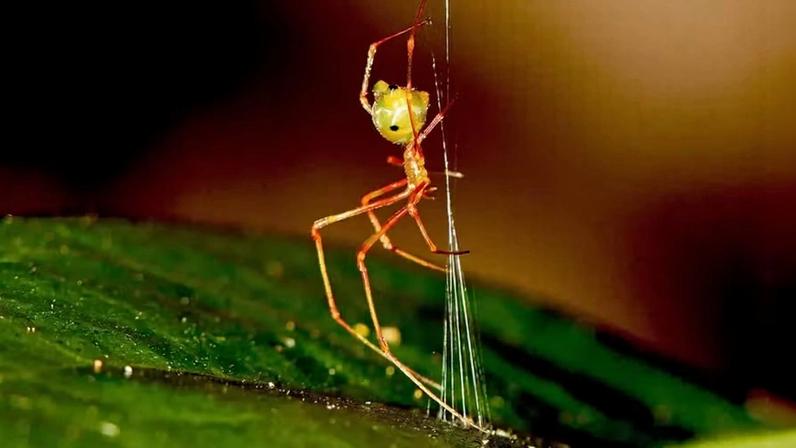 Apesar de ter sido apelidada “aranha-balista”, a espécie, que pertence ao gênero Propostira, ainda não recebeu um nome científico definitivo