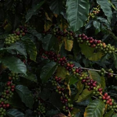 Preservação de florestas e aves eleva café, aponta estudo