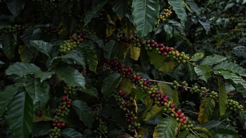 A presença e a qualidade das áreas florestais podem desempenhar um papel importante na manutenção dos níveis de biodiversidade nas paisagens cafeeiras tropicais — Foto: PxHere