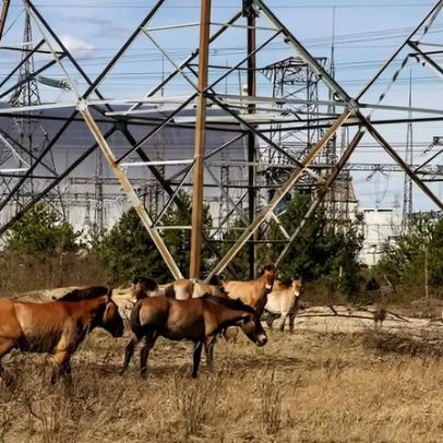 Chernobyl vira santuário de animais, segundo estudo