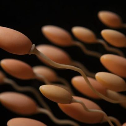 Estudo aponta que esperma de animal é 40 vezes maior que o humano