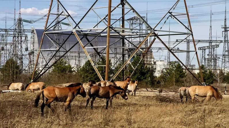 Entre as espécies de animais que têm habitado Chernobyl, a que mais surpreendeu os pesquisadores foi o retorno dos cavalos-de-przewalski, considerado extinto há mais de 30 anos