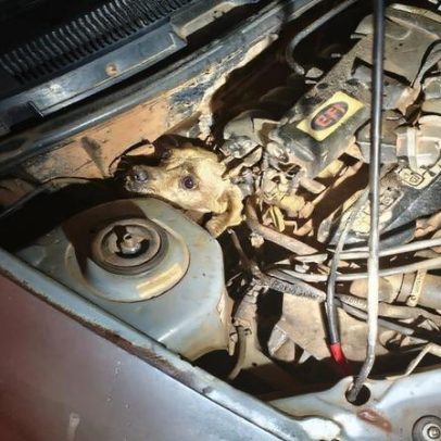 Cachorro fica preso no motor de carro e é resgatado em Araguari, MG