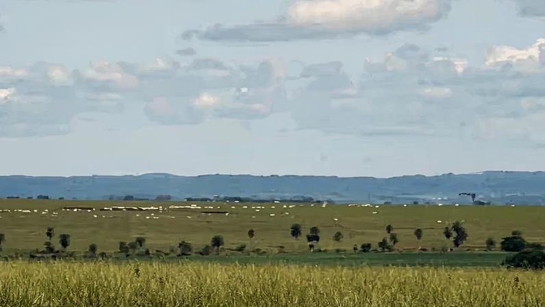 Pesquisadores buscam índice para traduzir estresse ambiental