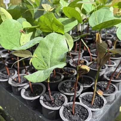Multinacionais criam fundo de €150 milhões para restauração de ecossistemas