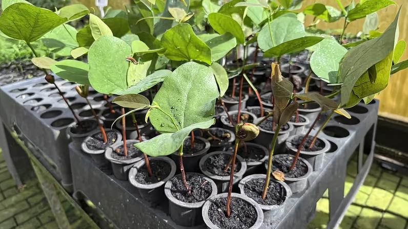 Viveiro com plantas nativas da Mata Atlântica — Foto: Naiara Bertão / Um Só Planeta