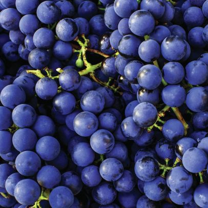 Todos os medalhistas do Global Cabernet Sauvignon Masters 2026