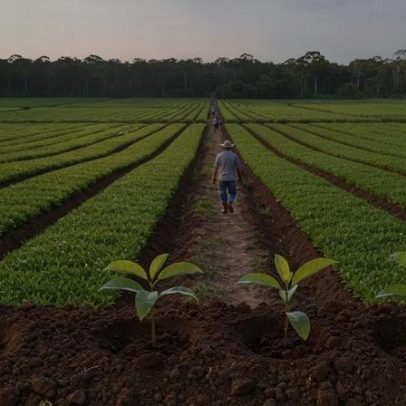 Incra amplia capacidade de comunidade quilombola no Pará para 64 famílias