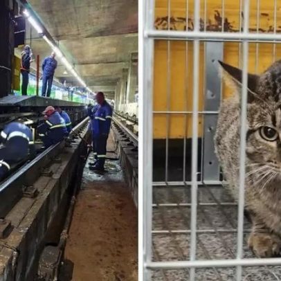 Gato resgatado dos trilhos do Metrô em São Paulo deve ser adotado por funcionários