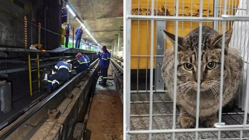 Funcionários do Metrô resgatam gato nos trilhos | Animal na gaiola após ser retirado dos trilhos