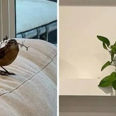 Apresentadora registra pássaro invadindo sala de TV e fazendo ninho