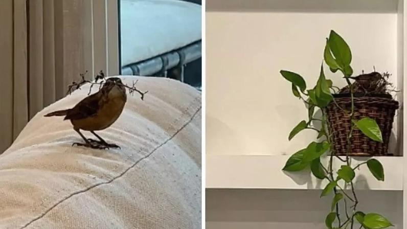 Passarinho invade casa e faz ninho em planta