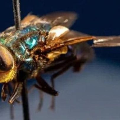 EUA detectam três novos casos de parasita mortal em animais