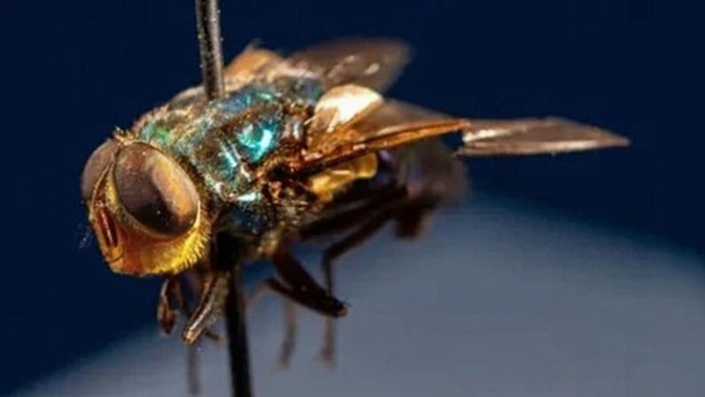 A forma adulta da mosca da bicheira do Novo Mundo tem um exoesqueleto metálico azul-esverdeado