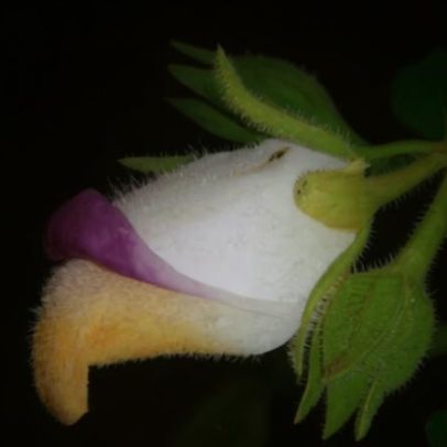 Planta rara descoberta na Caatinga é a única de seu gênero no mundo