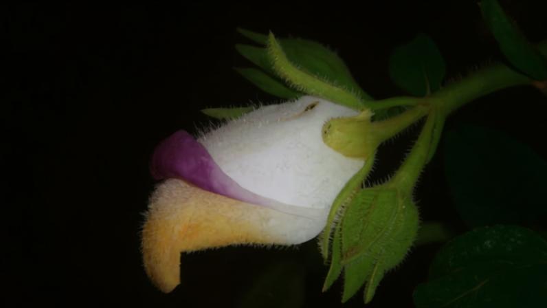 A 'Isabelcristinia aromatica' é a única representante conhecida de seu gênero em todo o planeta