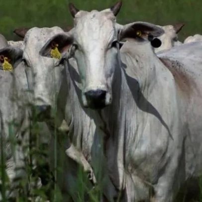 Parasita mortal infecta 3 bois nos EUA e ameaça setor pecuário