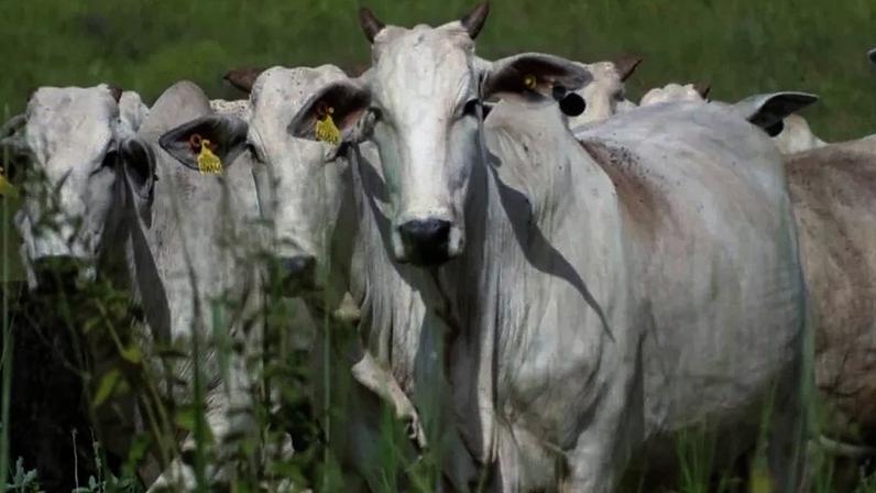 Parasita mortal infecta 3 bois nos EUA e ameaça setor pecuário