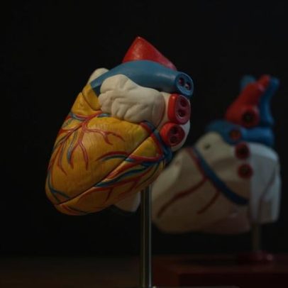 Coração muda de forma sob estresse; estudos mostram como