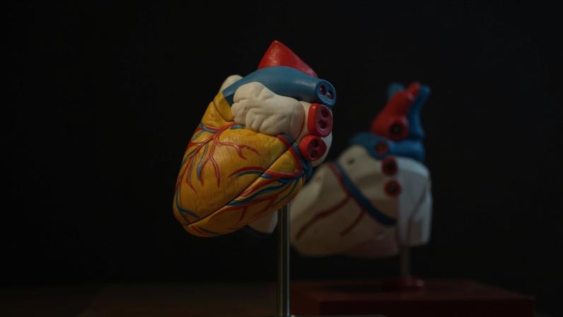 O coração muda de forma sob o estresse — e este estudo descobriu como