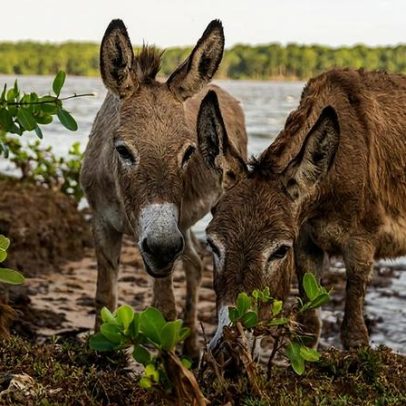 Projeto proíbe abate de jumentos por risco de extinção