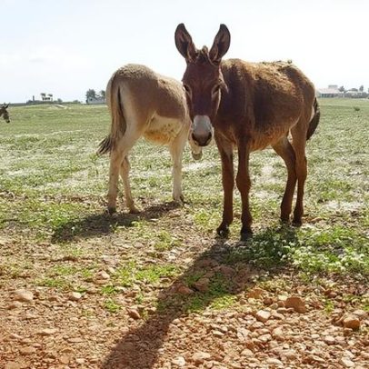 Projeto proíbe abate de jumentos por risco de extinção