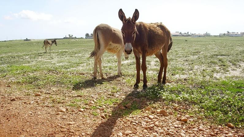 Projeto proíbe abate de jumentos por risco de extinção