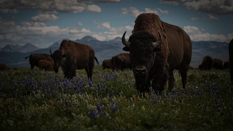 Bison affect plant growth, nutrient cycling, and fire dynamics through their grazing. Image courtesy of Wildlife Conservation Society.