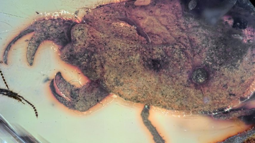 A nova espécie de Carcinonepa libererrantes estava preservada em âmbar (resina vegetal fóssil produzida por árvores)