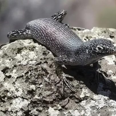 Lagarto africano evoluiu em Fernando de Noronha, aponta estudo