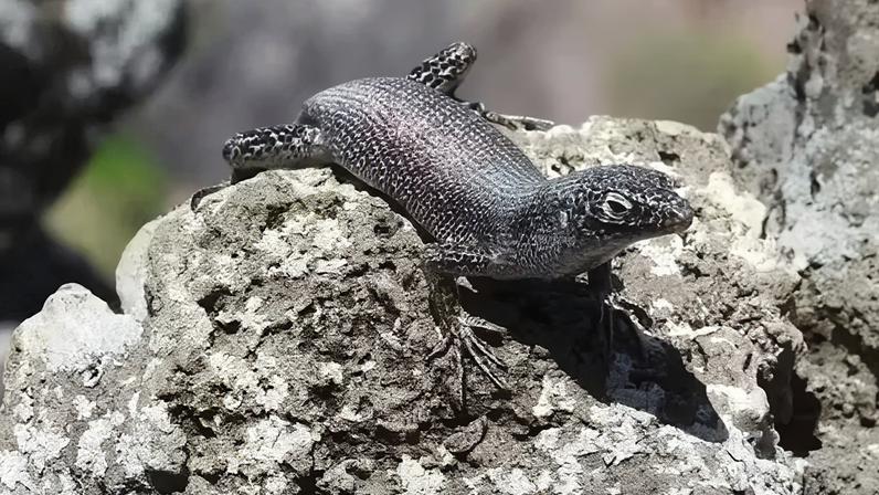 Imagem colorida do Lagarto de Fernando de Noronha - Metrópoles