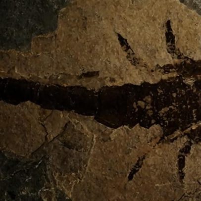 Cientistas identificam o maior escorpião já registrado