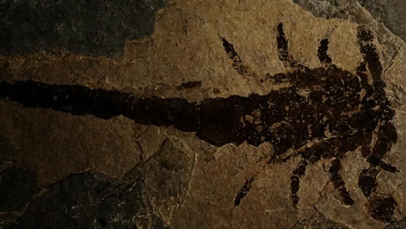 Fóssil do Eramoscorpius