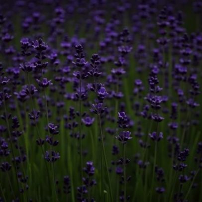 Guia completo para cultivar lavanda no Brasil e ter flores perfumadas