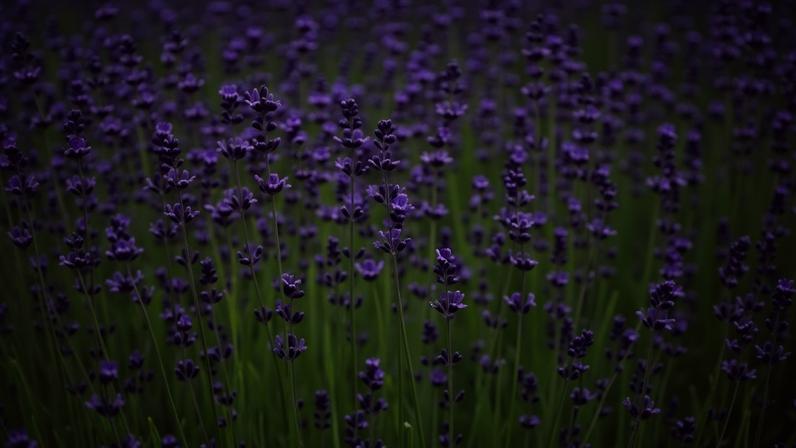 As lavandas, pertencentes ao gênero 'Lavandula', são arbustos perenes e aromáticos mundialmente conhecidos por suas espigas florais de tons lilás ou roxos e pelo óleo essencial calmante
